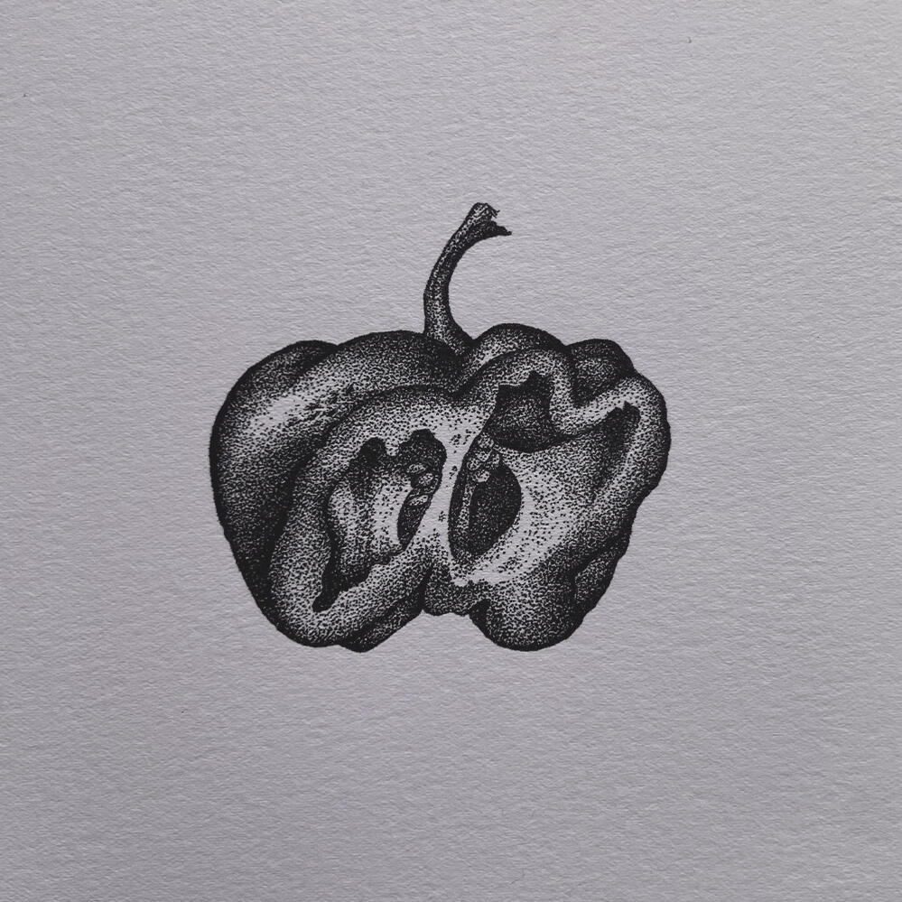 Bell pepper in pen and ink.